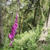 Foxglove on the malverns