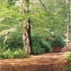 A picture of Trentham Gardens
