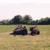 Whipsnade Wild Animal Park, Dunstable, Bedfordshire