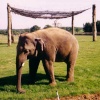 Whipsnade Wild Animal Park, Dunstable, Bedfordshire