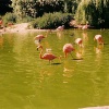 Whipsnade Wild Animal Park, Dunstable, Bedfordshire