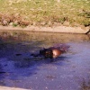 Whipsnade Wild Animal Park, Dunstable, Bedfordshire