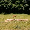 A picture of Whipsnade Wild Animal Park