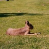 A picture of Whipsnade Wild Animal Park