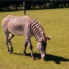 A picture of Whipsnade Wild Animal Park