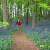 Bluebell Wood at Coton Court, Coton, Northamptonshire, April 29, 2003
