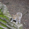 A curious squirrel in a park in Bournemouth. Came within a couple of feet of the camera