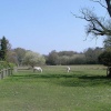 Ponies in a field in Burley, New Forest, Hampshire