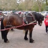Horse and Cart rides in Burley, New Forest, Hampshire
