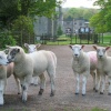 Sheep at Ilam