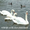  Swans and ducks abound on the river Avon at Christchurch