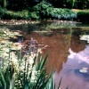 The Lilly Pool,  Furzey Gardens