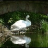 Swans taking shade neath the old bridge by the mill