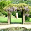 The gardens beside the church contain a quiet area and pool and this wisteria covered arch.