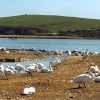 A picture of Abbotsbury Swannery