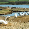 A picture of Abbotsbury Swannery