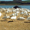 A picture of Abbotsbury Swannery