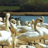 A picture of Abbotsbury Swannery