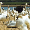 A picture of Abbotsbury Swannery