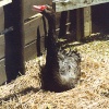 A picture of Abbotsbury Swannery