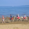 Donkey Ride, South Beach, Scarborough