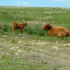 Coverdale Moors, Yorkshire