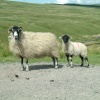 Mother & baby in Coverdale Moors, Yorkshire
