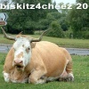 Cow on the verge...