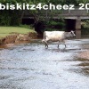 Cow crossing river