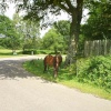 Horses grazing near Brockenhurst