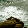 Seagulls in Love, Lands End, Cornwall
