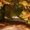 Autumn colours. Oxford