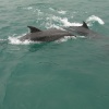 Dolphins 0ctober 2004 at Padstow