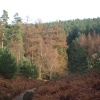 General View of Cannock Chase, Staffs