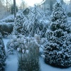Winter in Midgham