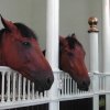 Two well kept residents of the Royal Mews Stables
