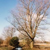 Morden Hall Park