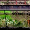 Consall - Canal Bridge