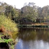 Cannock Chase, Staffordshire