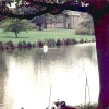 Swans a-swimming on The Vyne Estate
