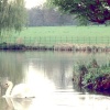 Swans a-swimming on The Vyne Estate