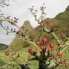 Parkhouse Hill, nr.Hollinsclough, Staffordshire