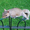 A cheeky squirrel in Kensington Gardens