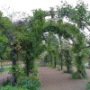 Kensington Gardens - late June 2004