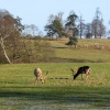Deer in Calke Park - December 2004