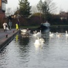 Swans on The Grand Junction Canal outside Sainsburys, Alperton early 2005