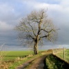 Lone tree by track leading to Robin Wood