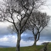 Trees in a field by a lane near Macclesfield (Sutton/Langley area)