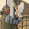 The Birds of Prey display at Camelot Theme Park