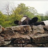 Cow in the Dales